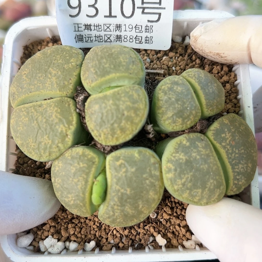 好养易活生石花大母本9310