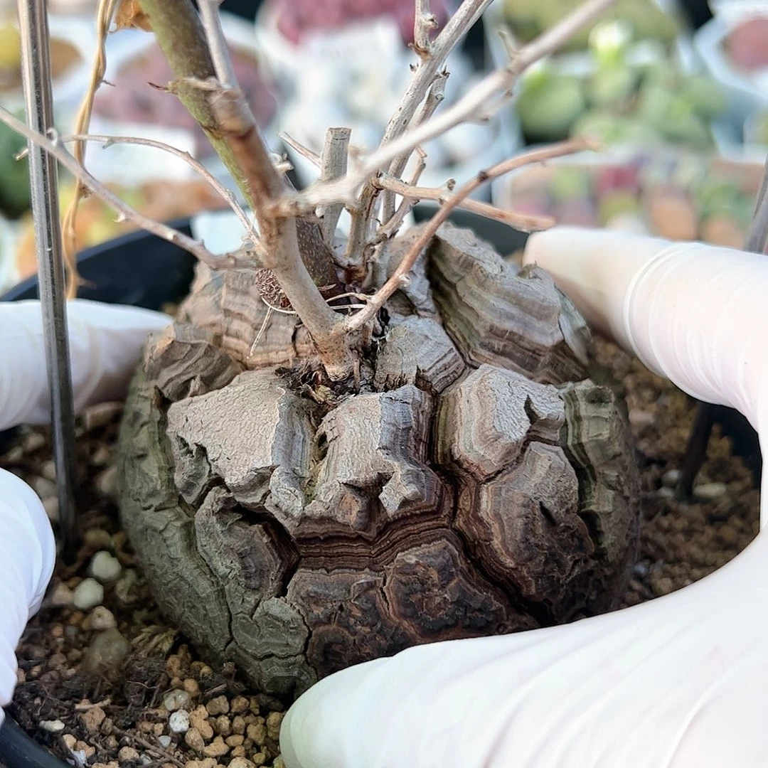 2576南非龟甲龙8cm