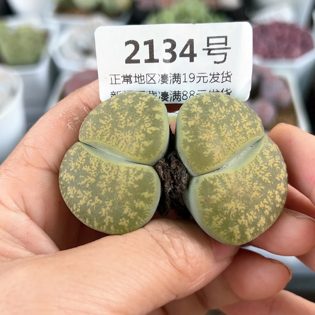 好养易活生石花大母本2134