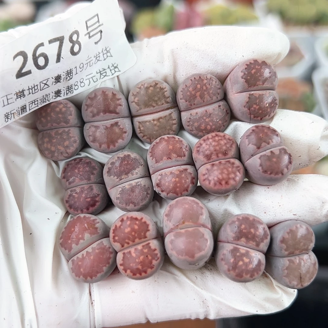 好养易活生石花大母本2678