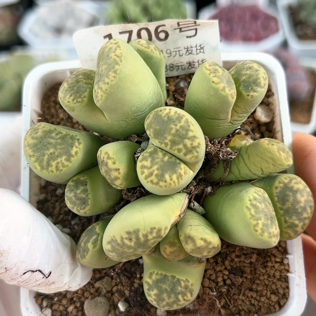 好养易活生石花大母本1706
