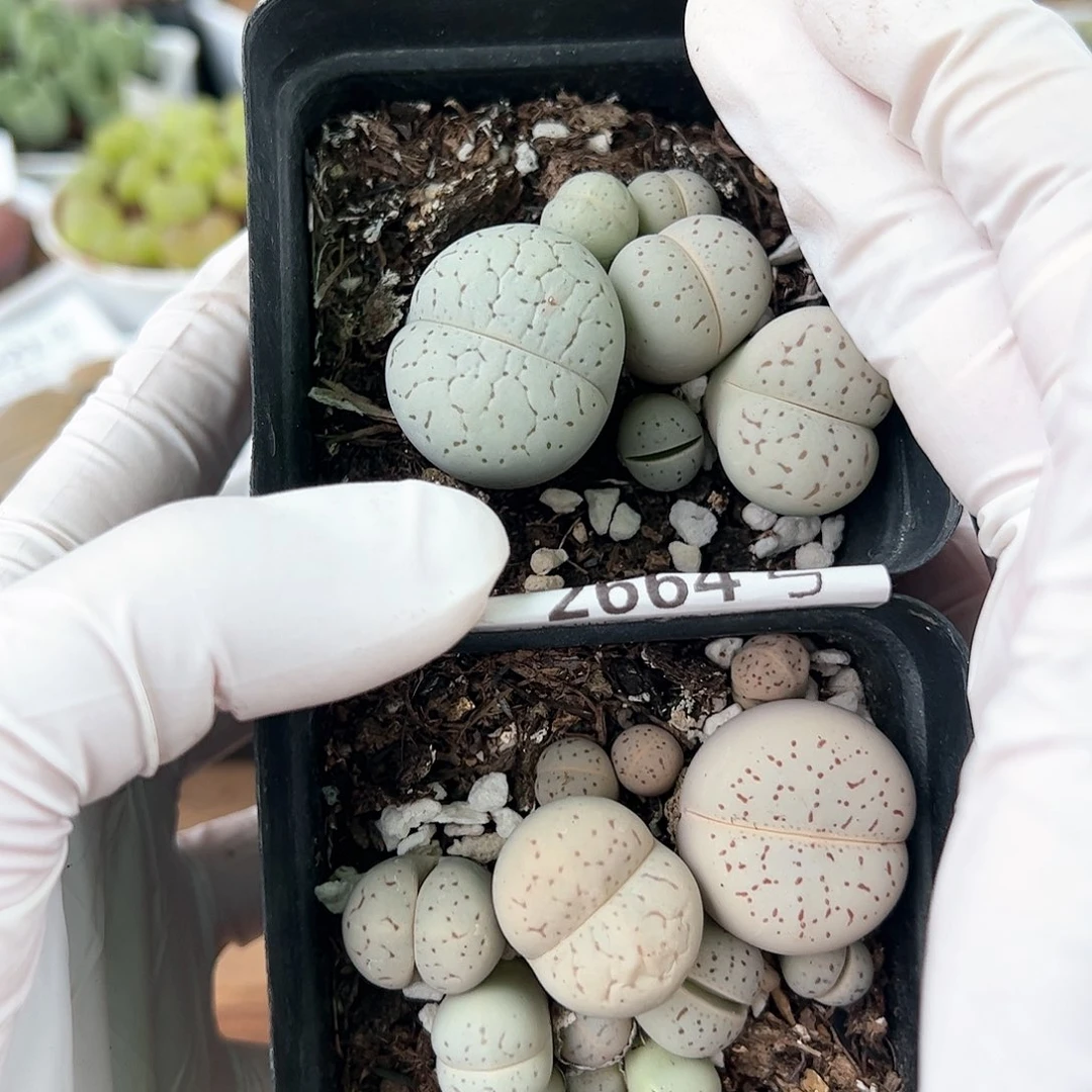 好养易活生石花大母本2664