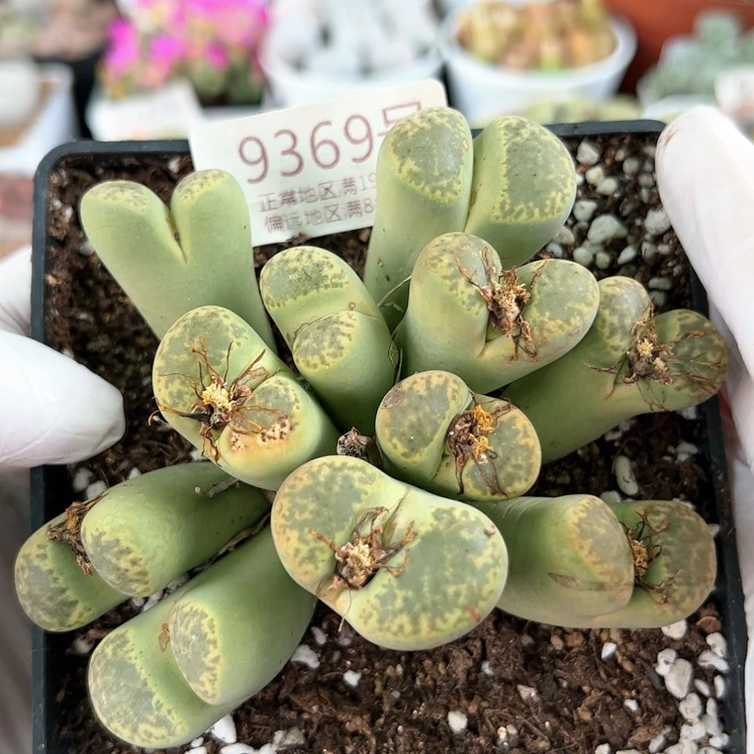 好养易活生石花大母本9369