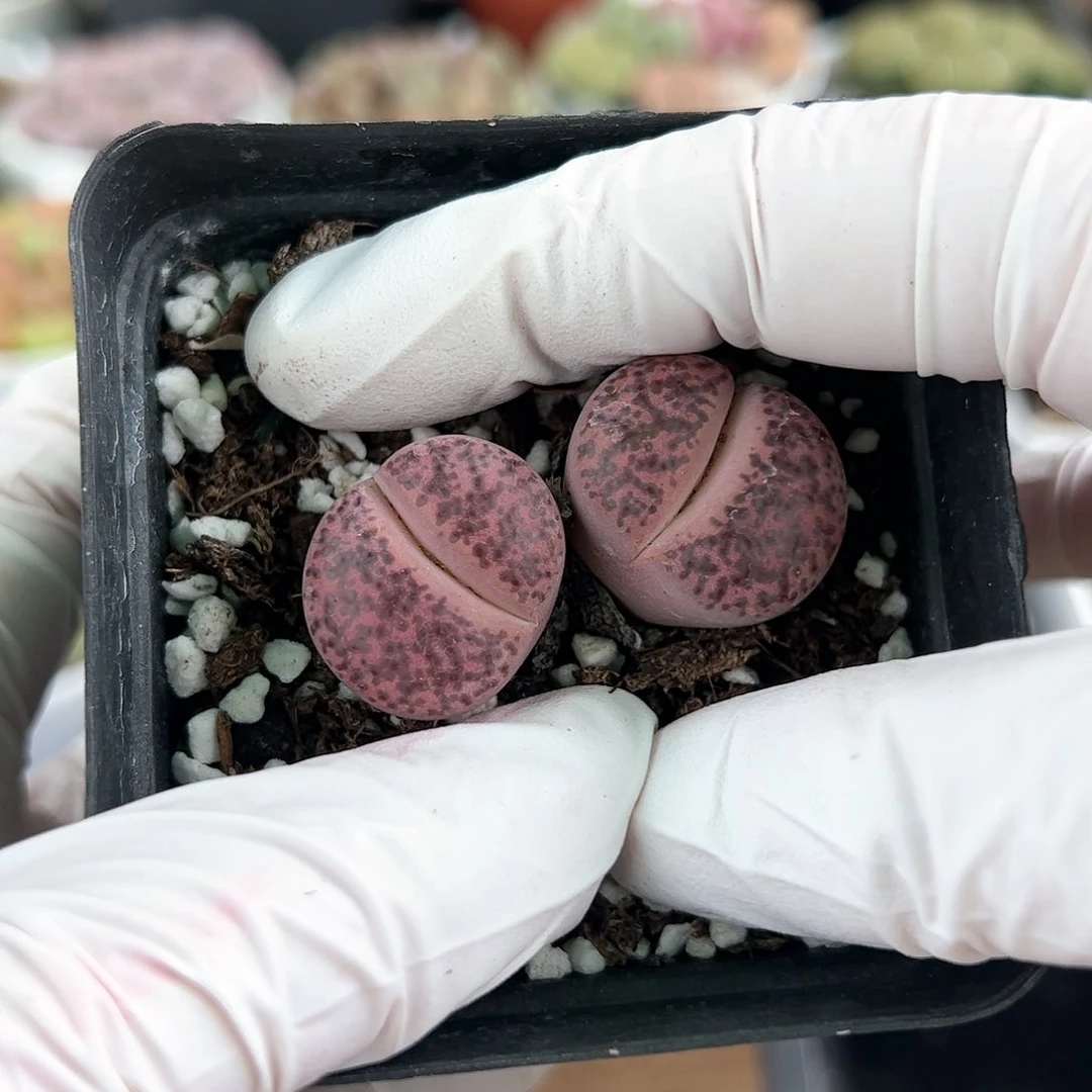 好养易活生石花大母本10001