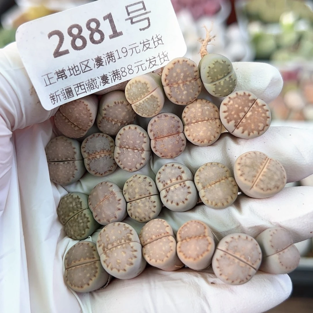 好养易活生石花大母本2881共23颗1.2cm左右