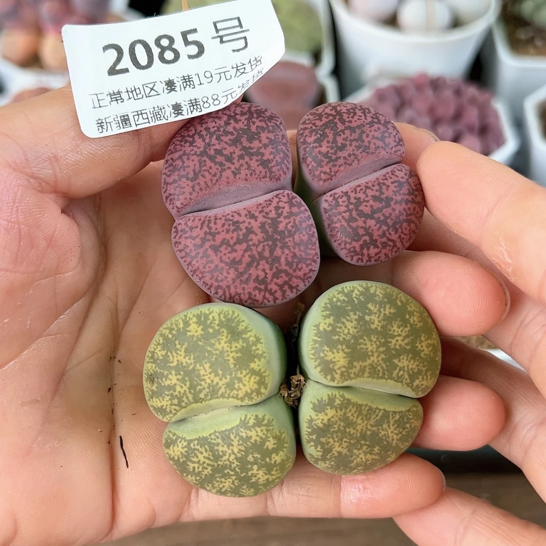 好养易活生石花大母本2085