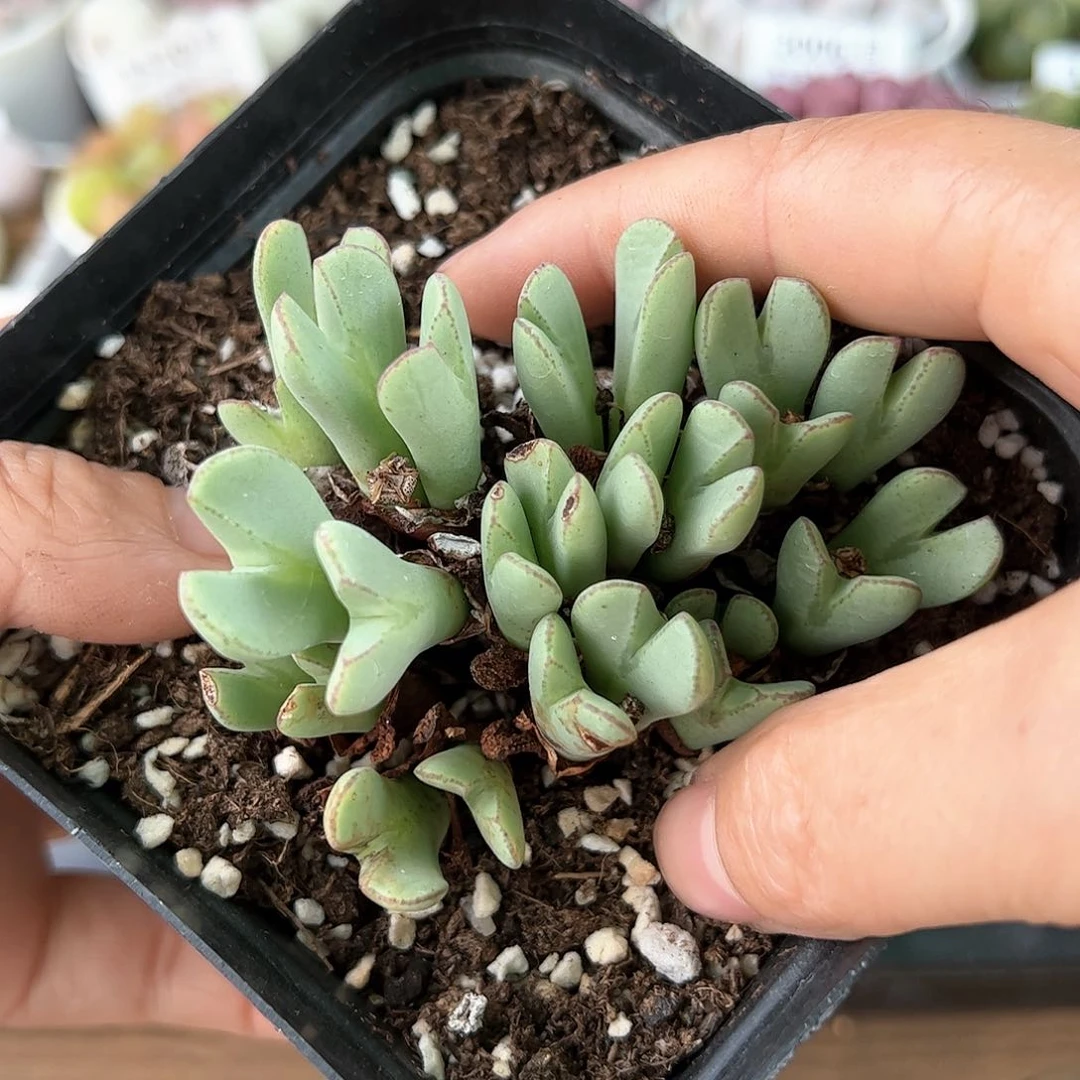 好养易活生石花大母本6000
