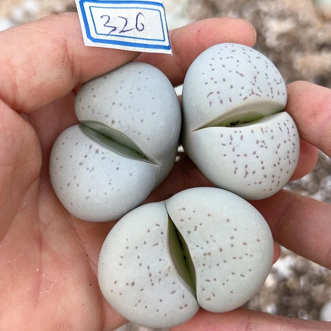 好养易活生石花大母本326
