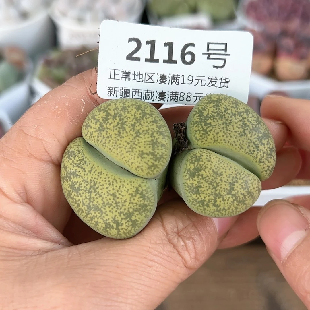 好养易活生石花大母本2116