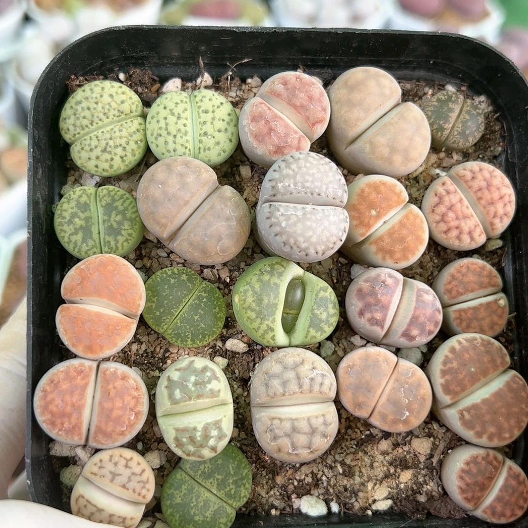 好养易活生石花大母本5000