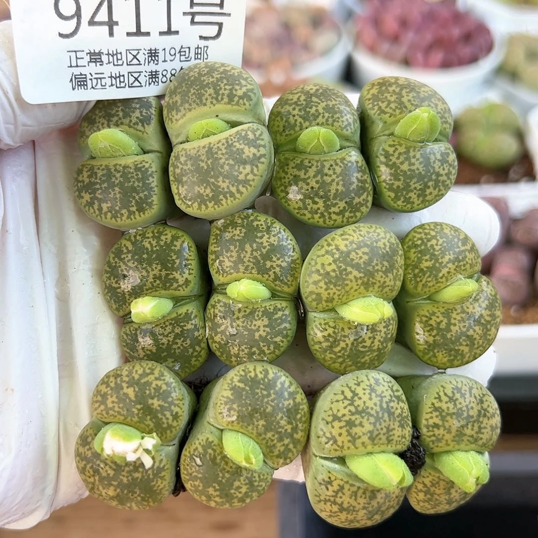 好养易活生石花大母本9411共6颗