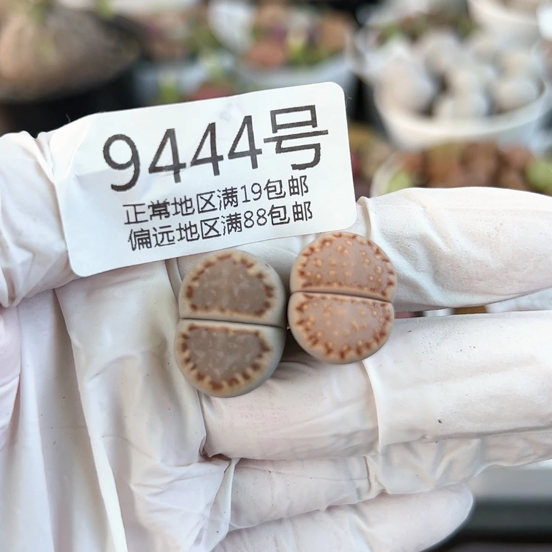 9444精品饼干两颗1.5/1.8cm