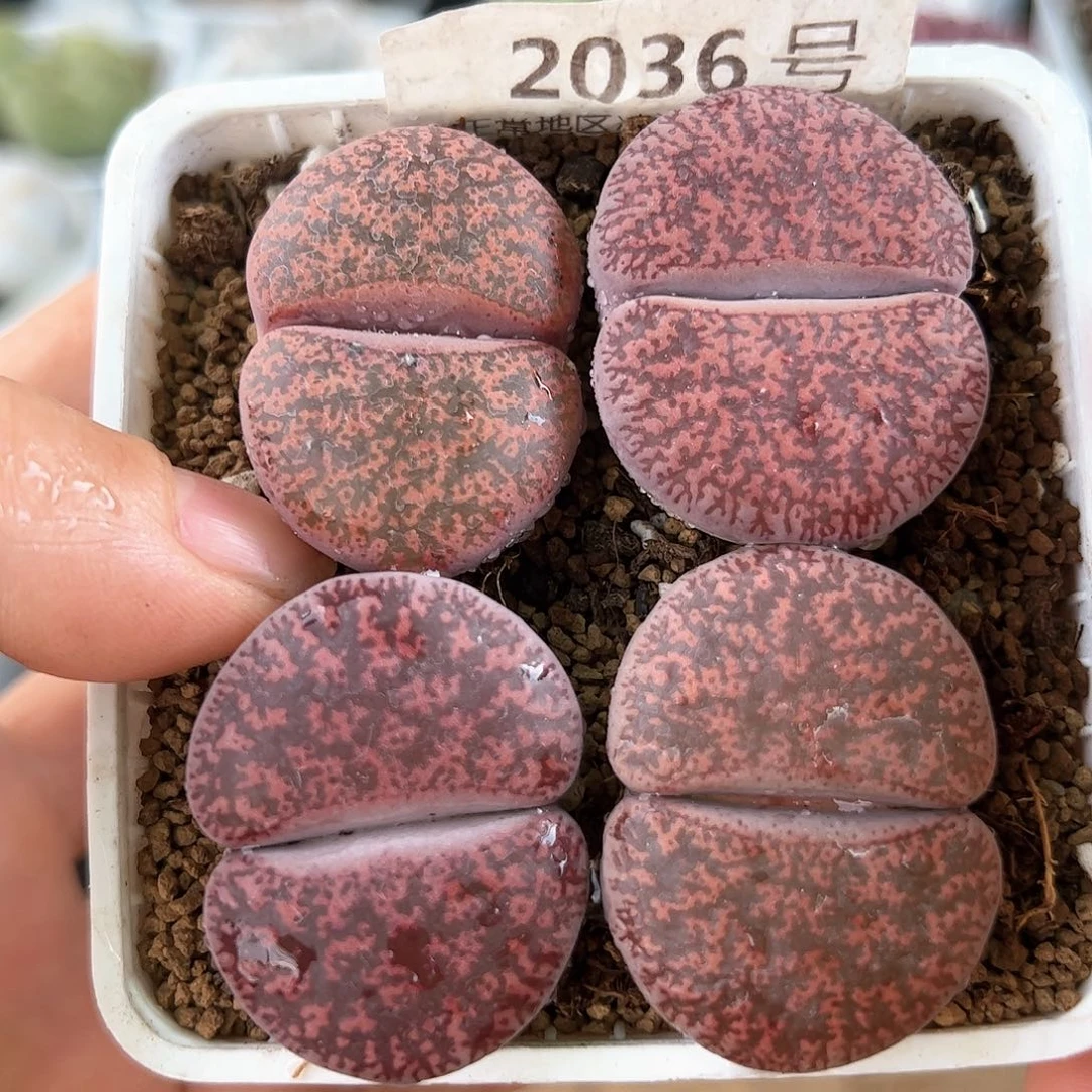 好养易活生石花大母本2036