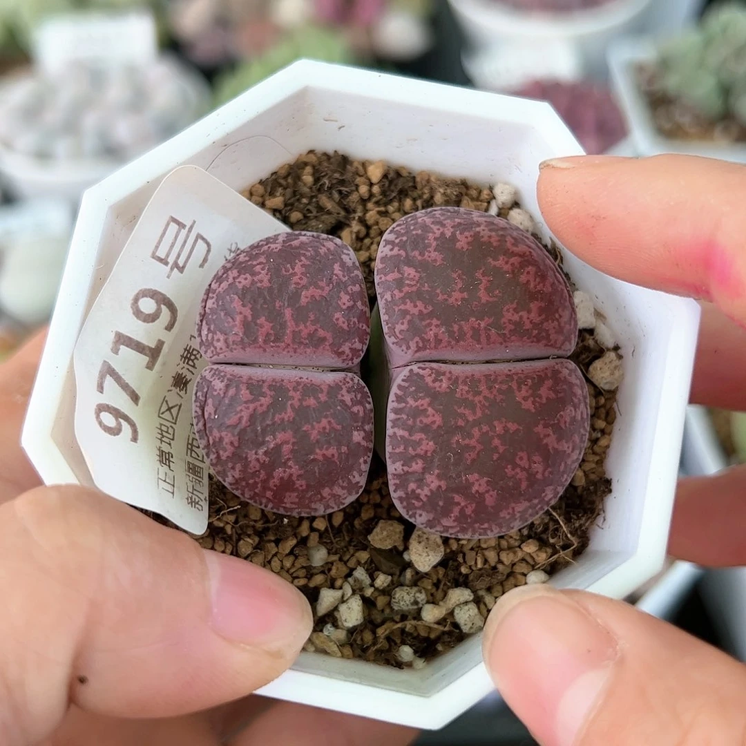 好养易活生石花大母本9179
