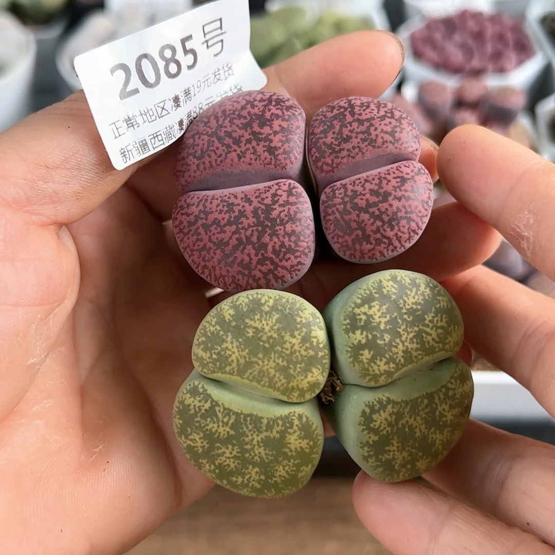 好养易活生石花大母本2085