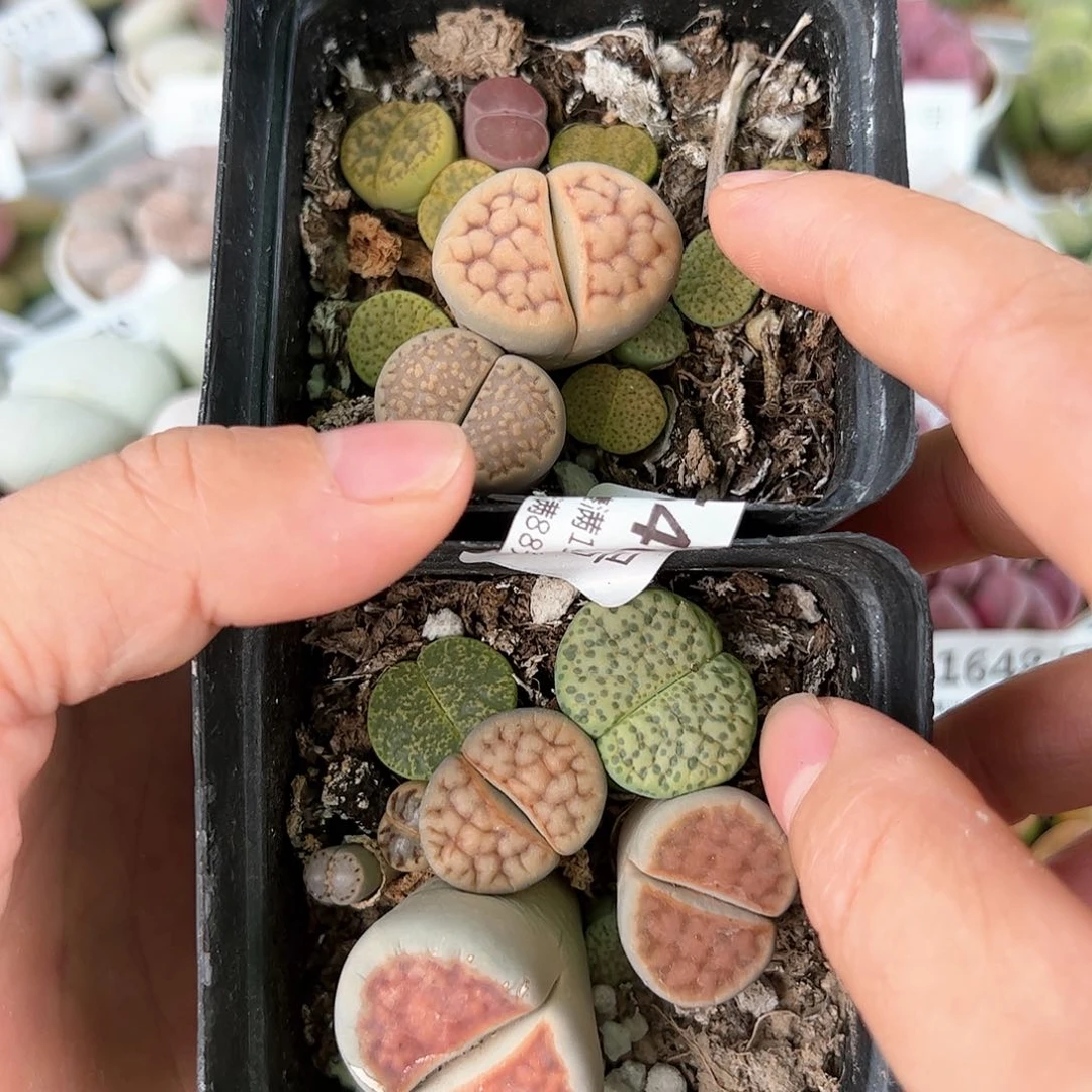 好养易活生石花大母本1546有点徒