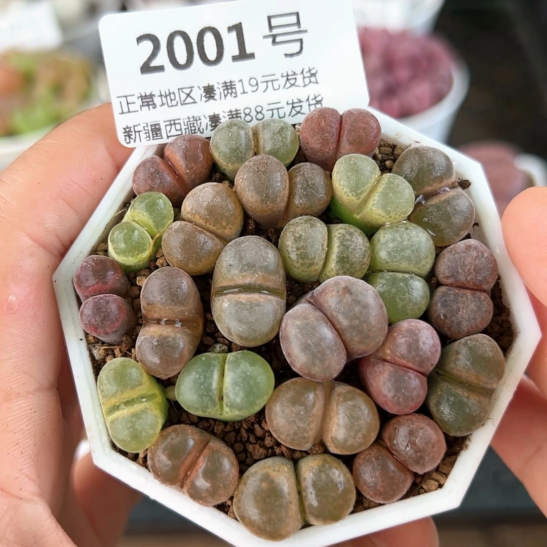 好养易活生石花大母本2001