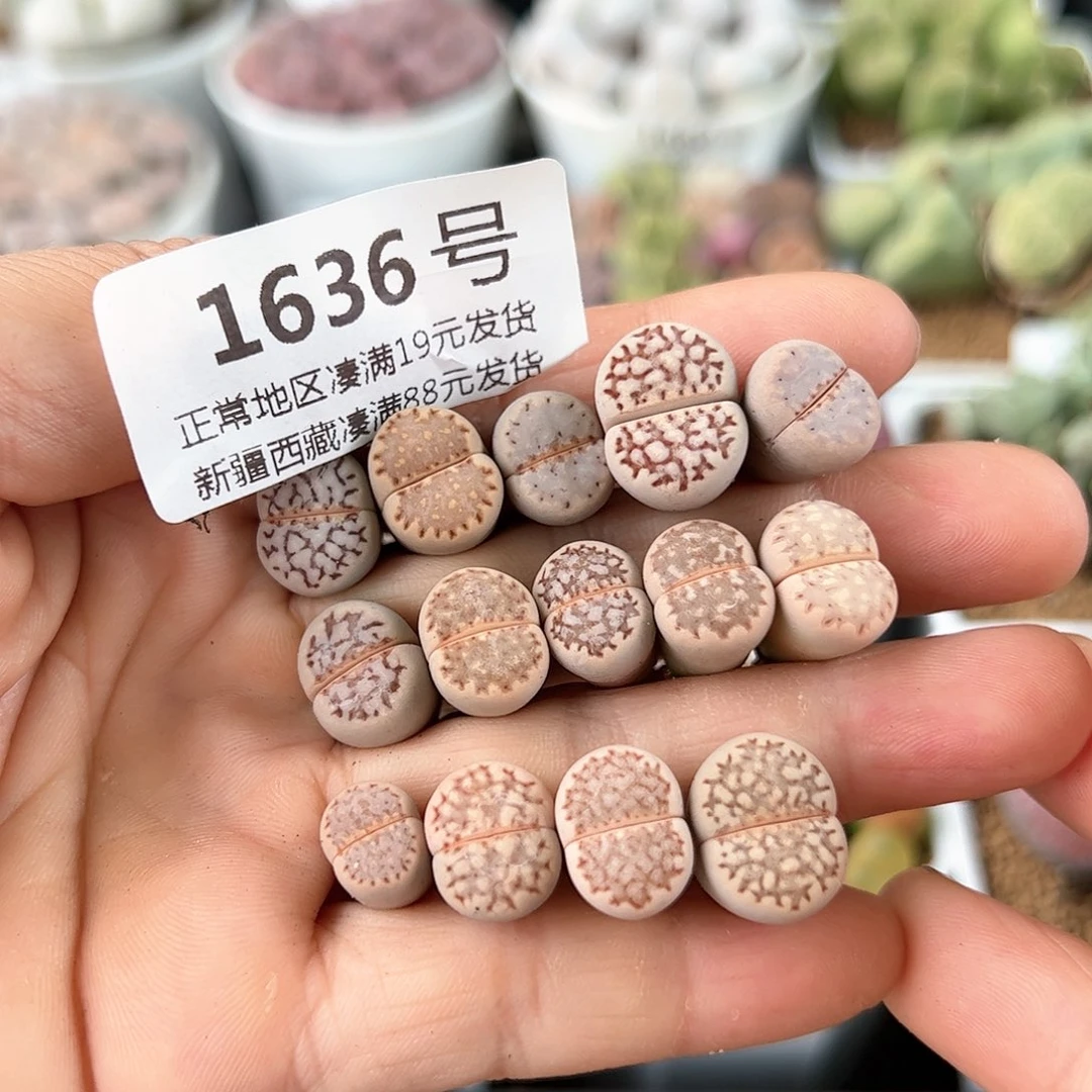好养易活生石花大母本1636