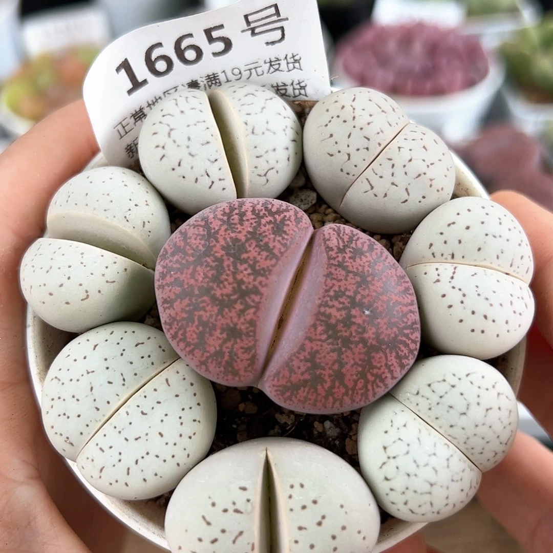 好养易活生石花大母本1665