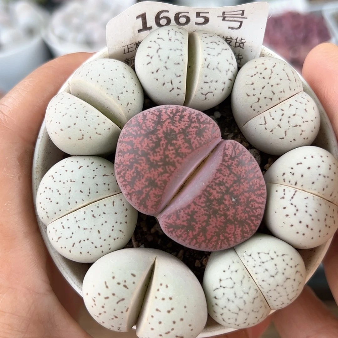 好养易活生石花大母本1665