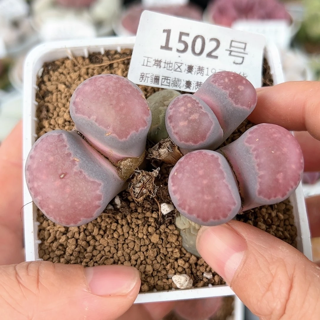 好养易活生石花大母本1502