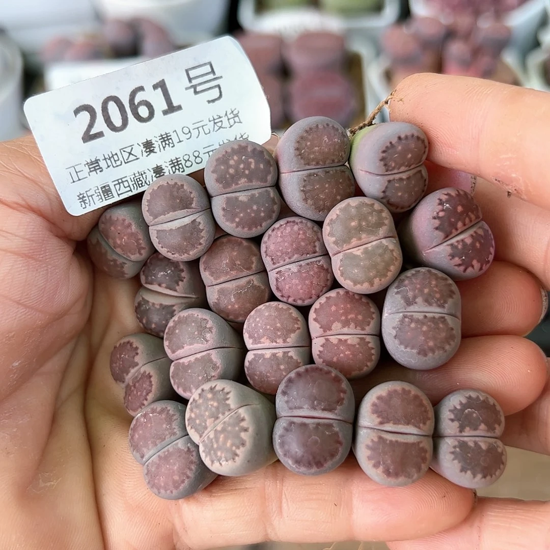 好养易活生石花大母本2061