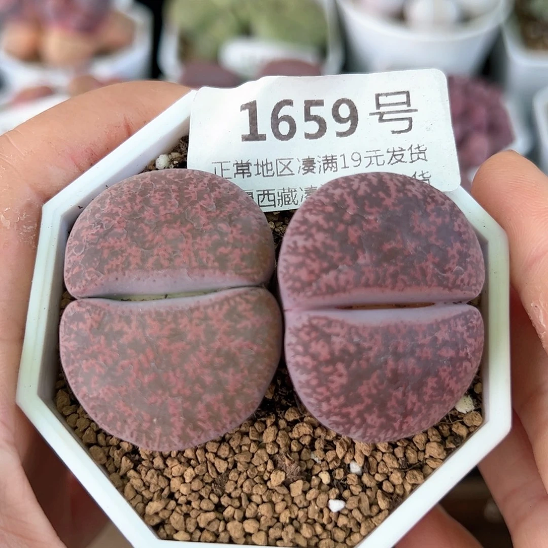 好养易活生石花大母本1659
