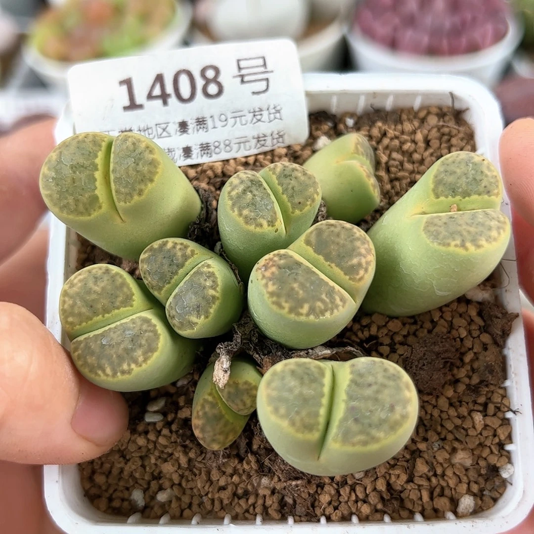 好养易活生石花大母本1408