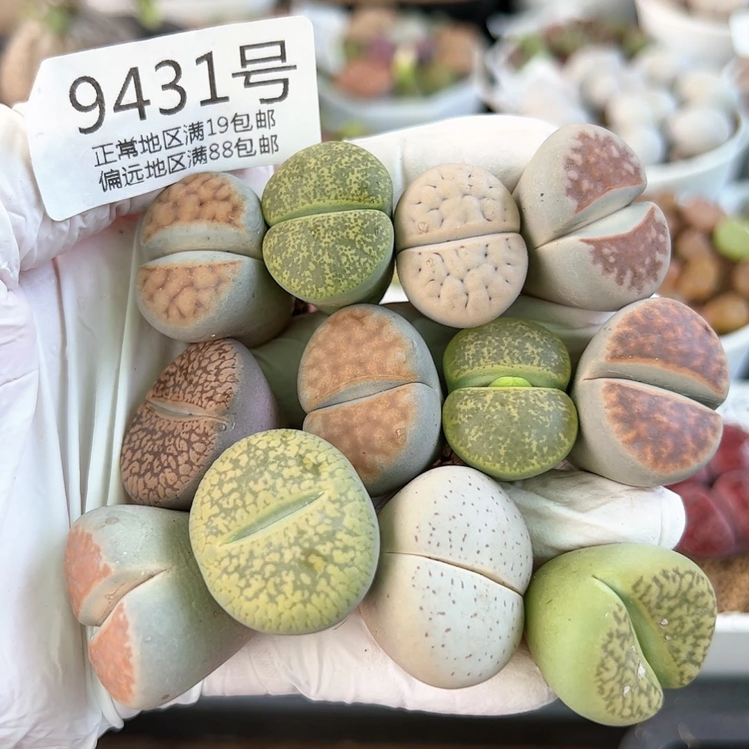 好养易货生石花大母本9431共16颗