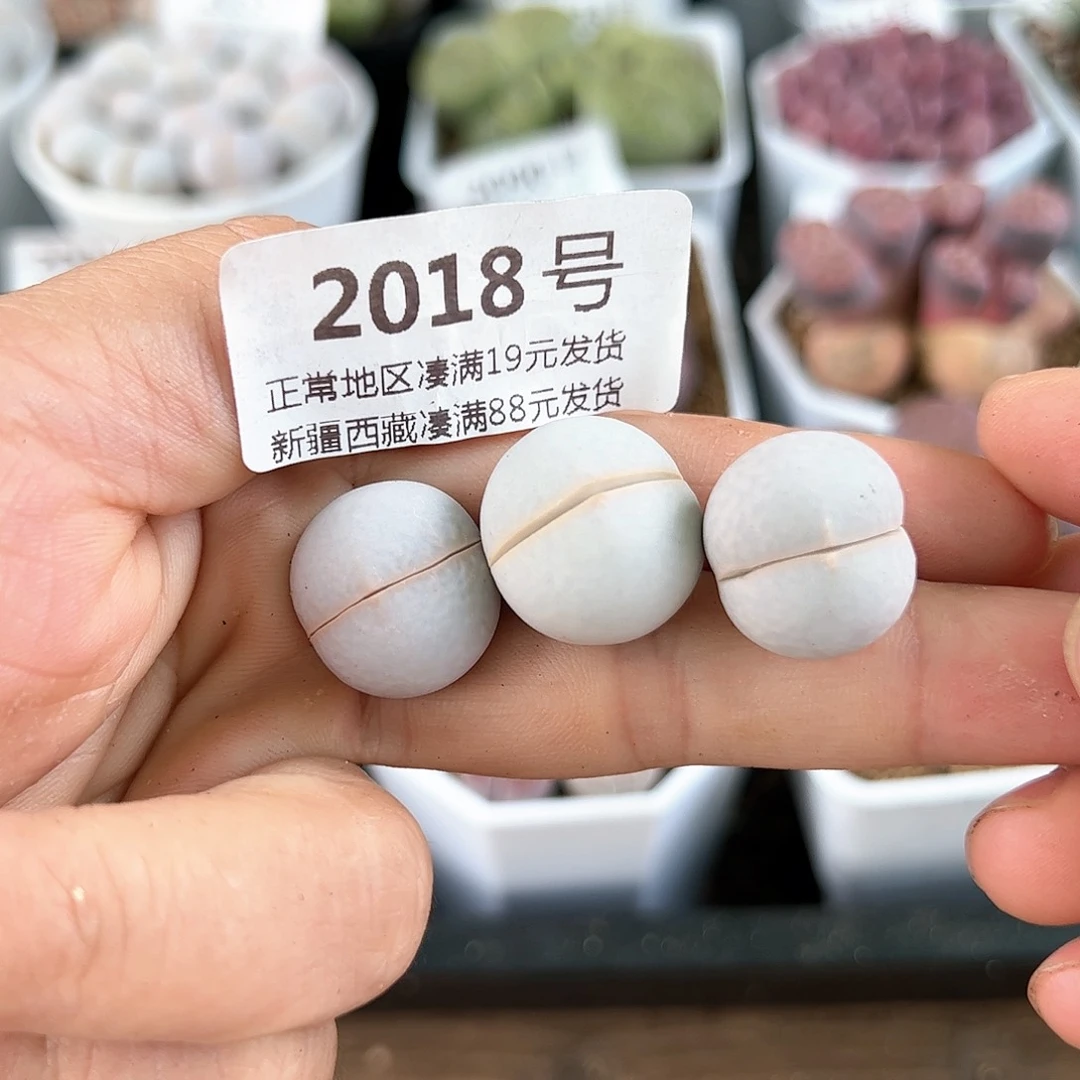好养易活生石花大母本2018