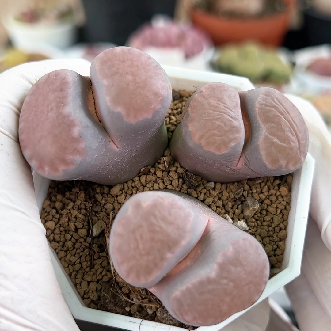 好养易活生石花大母本1000