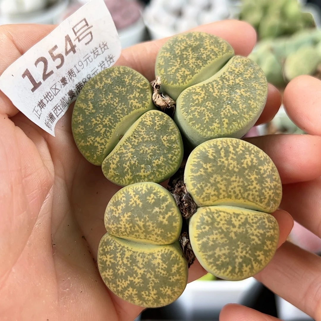 好养易活生石花大母本1254双头两颗