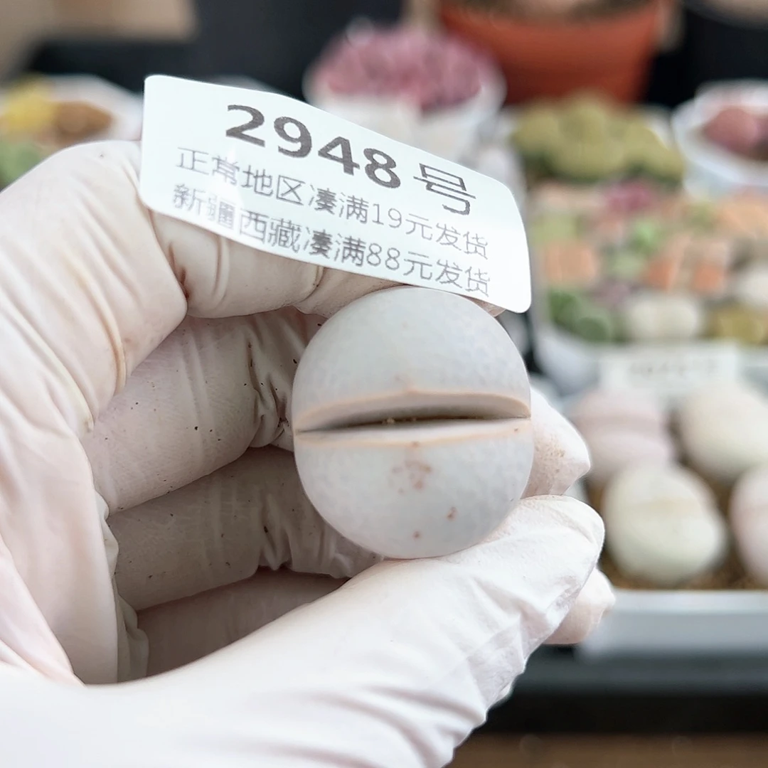 2948三年高尔夫侧面老疤特价