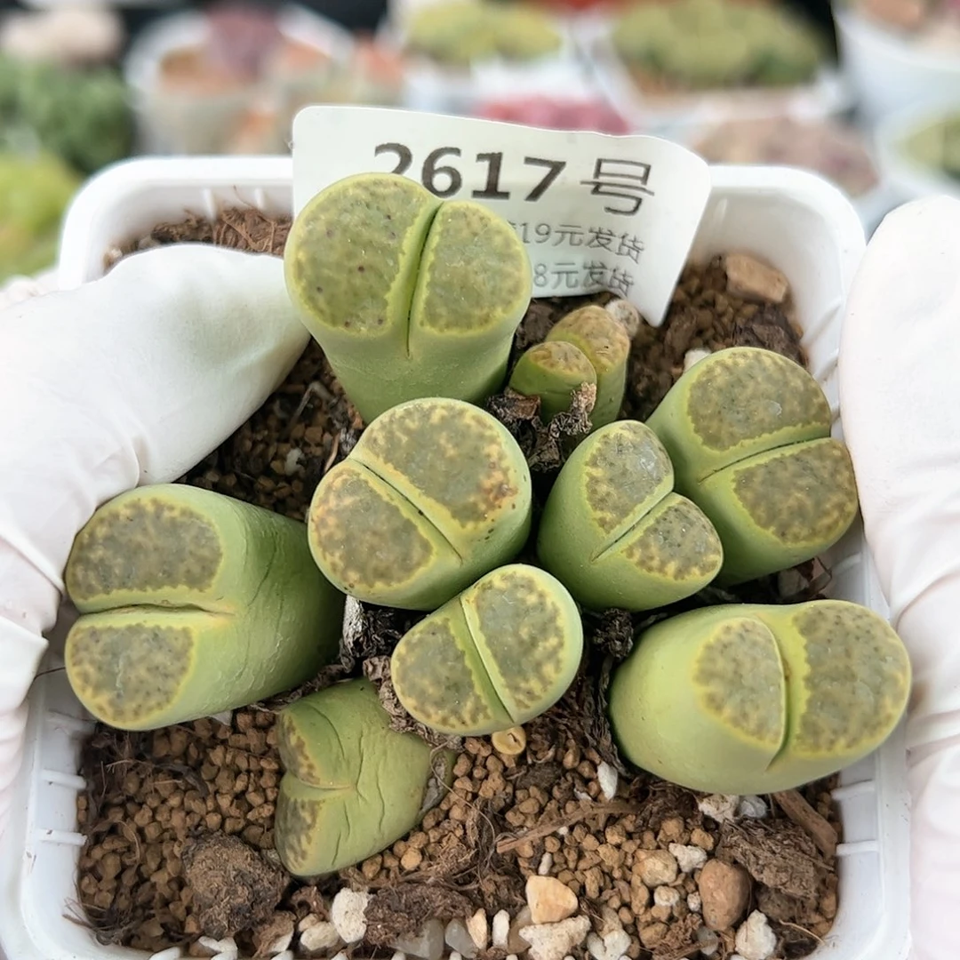 好养易活生石花大母本2617