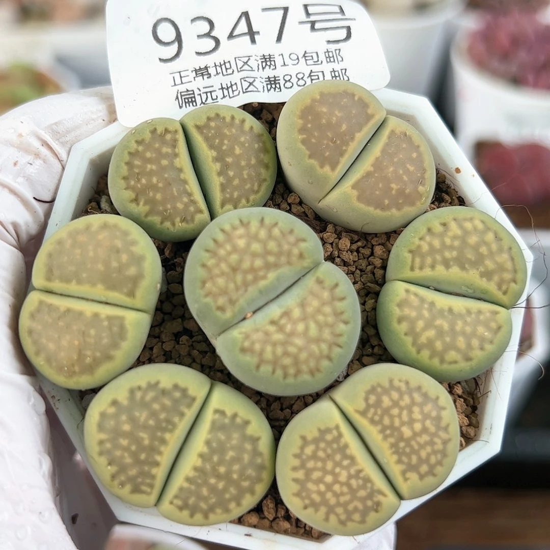 好养易活生石花大母本9347