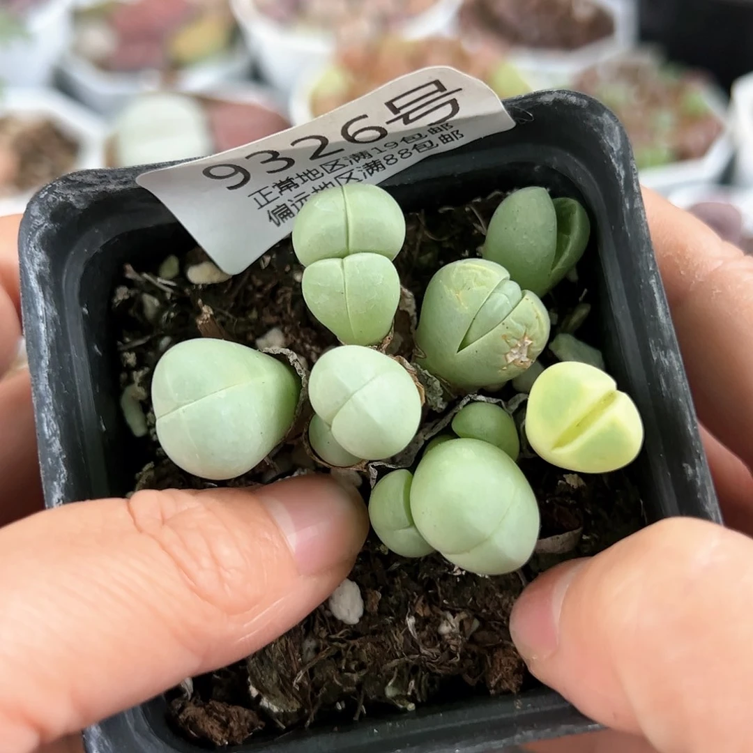 好养易活生石花大母本9326