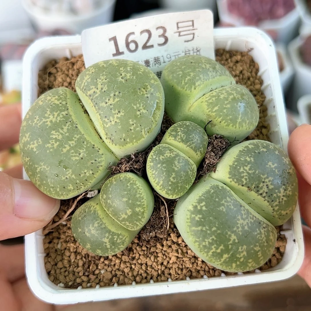 好养易活生石花大母本1623