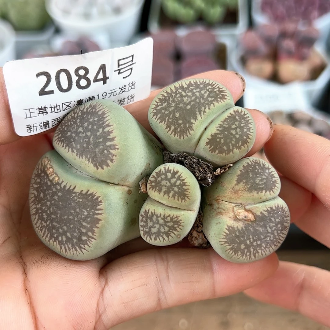 好养易活生石花大母本2084