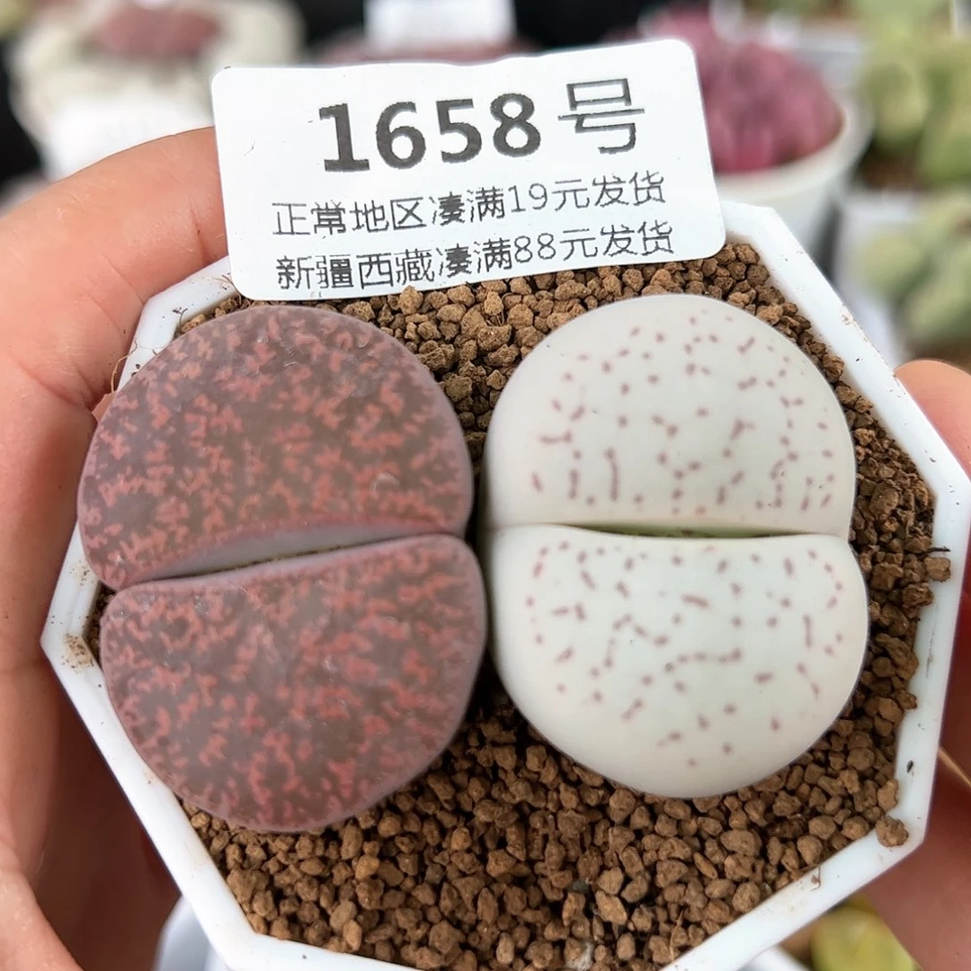 好养易活生石花大母本1658