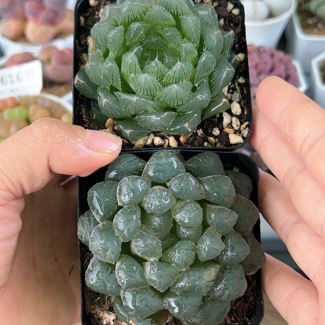 好养易活生石花大母本1000