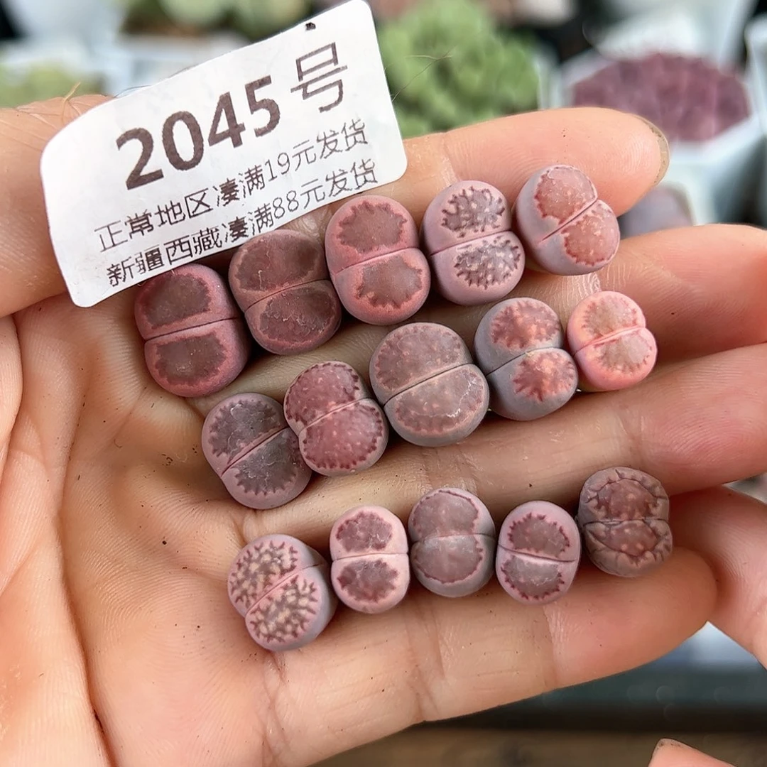 2045粉紫饼干15颗1-1.5cm破价