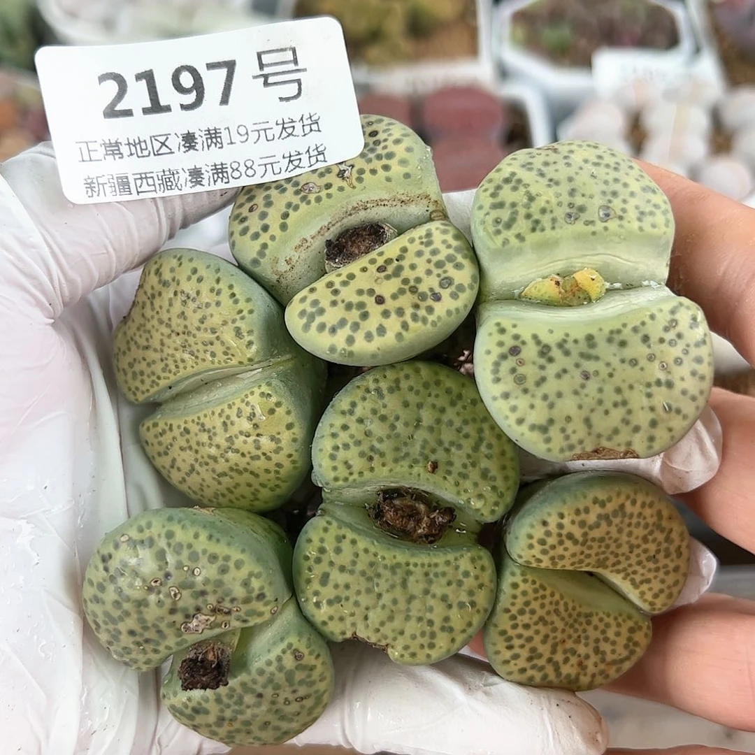 2197微纹玉6颗3-4cm老伤特价