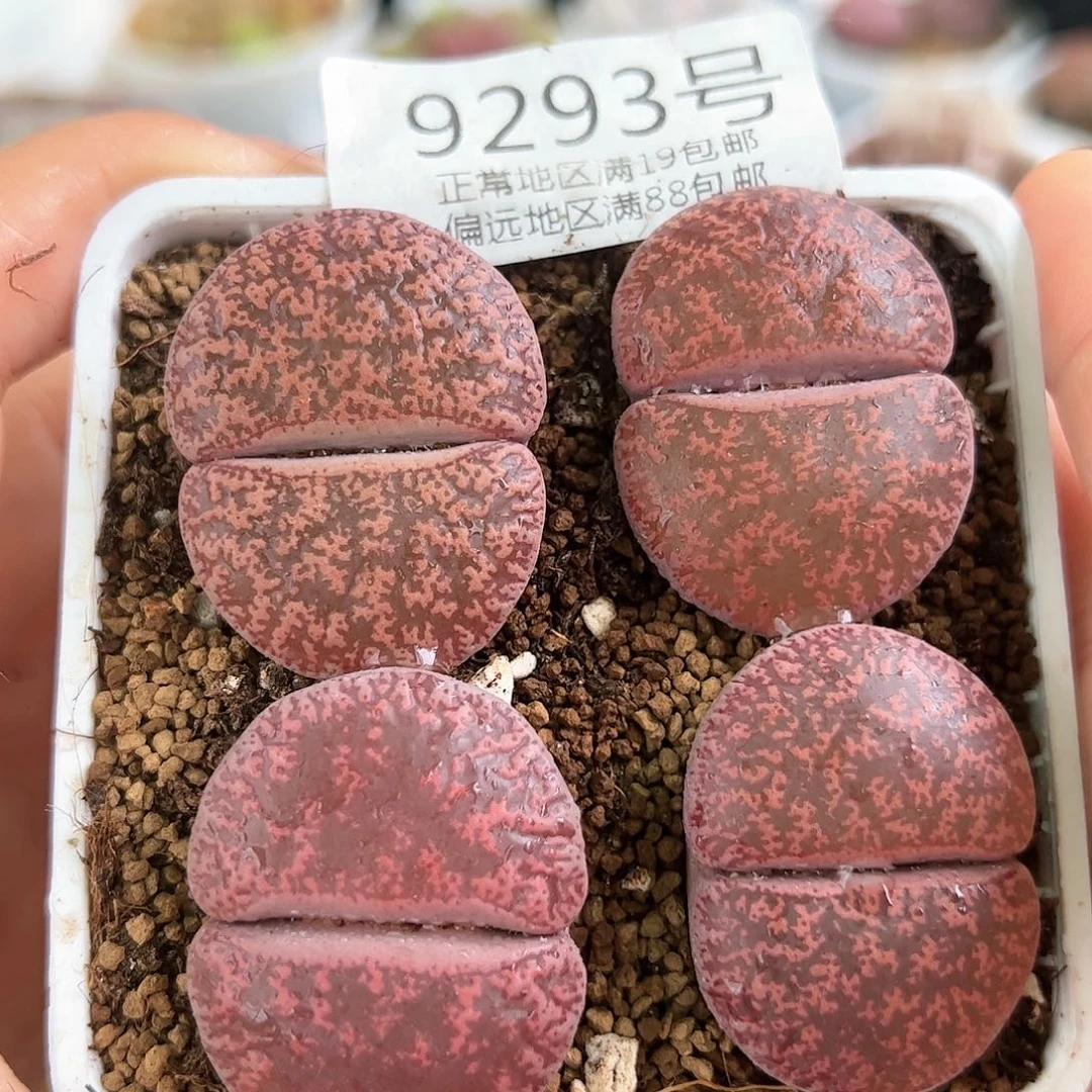 9293四年酒红4颗3.5cm左右