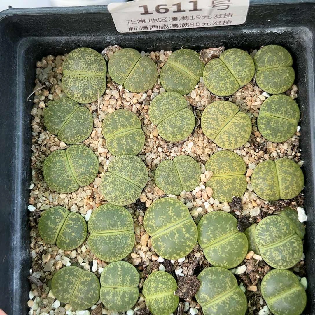 好养易活生石花大母本1611