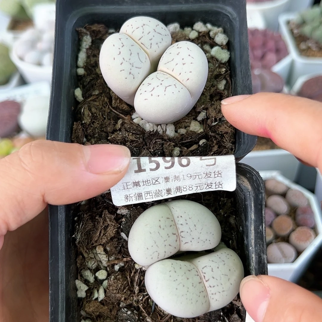 好养易活生石花大母本1596