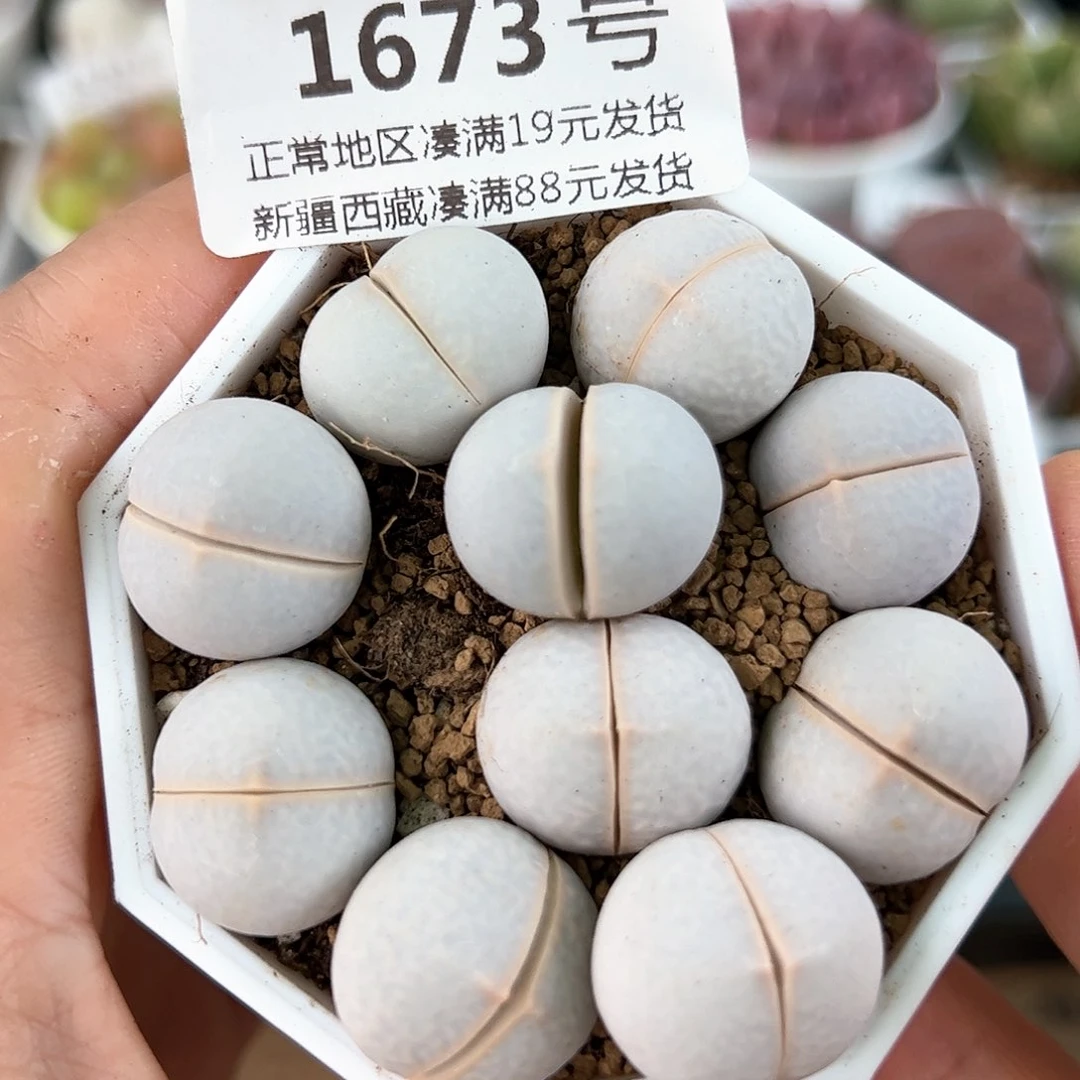好养易活生石花大母本1673