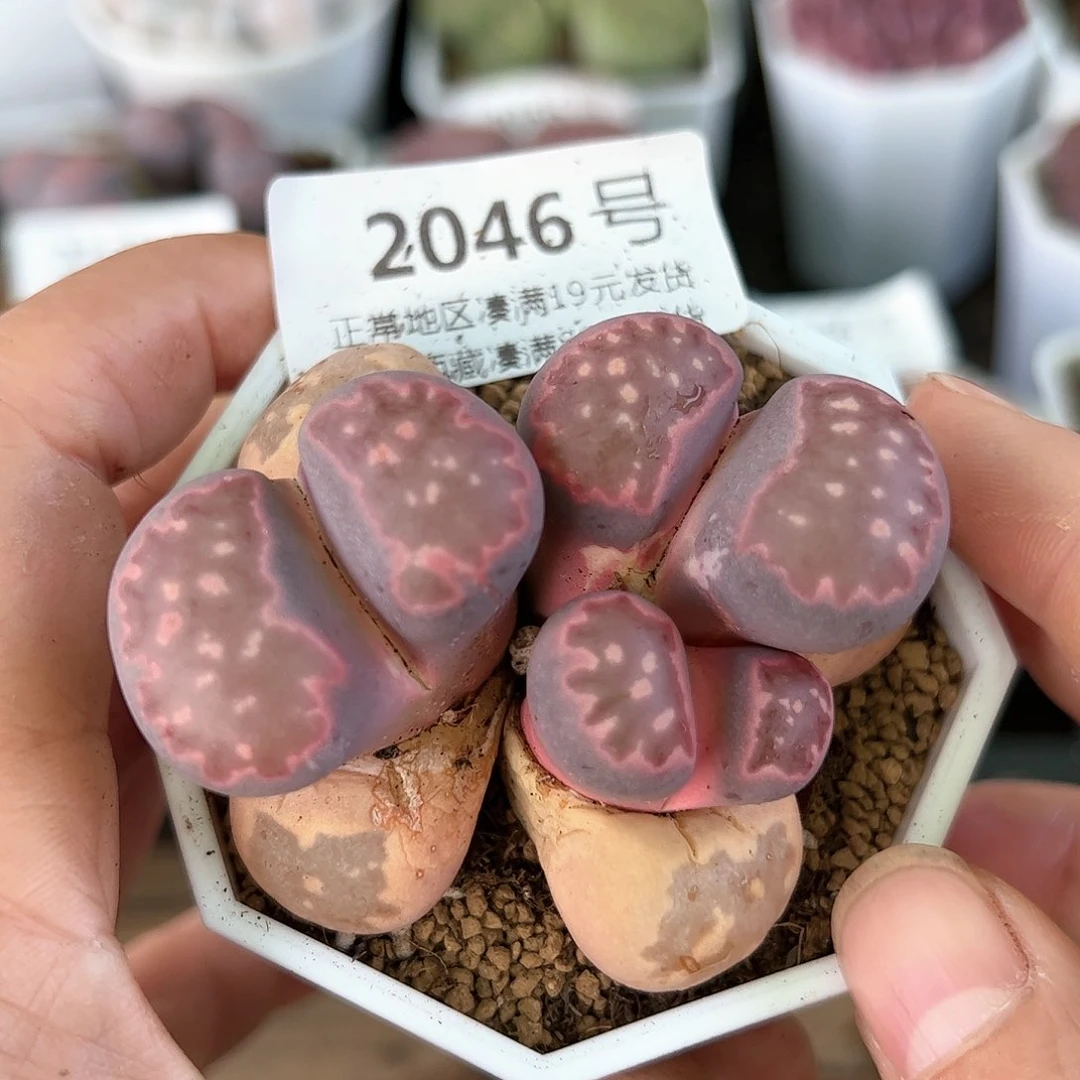 2046紫李裙带锦微徒特价