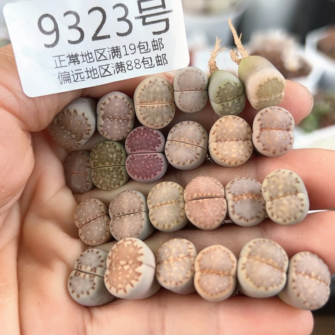 9323三年彩饼干24颗1.3cm左右