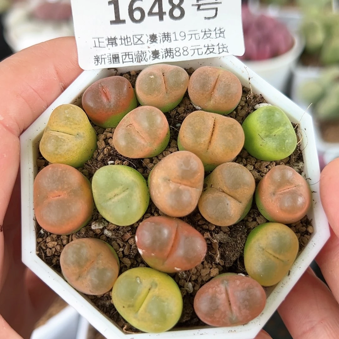好养易活生石花大母本1648