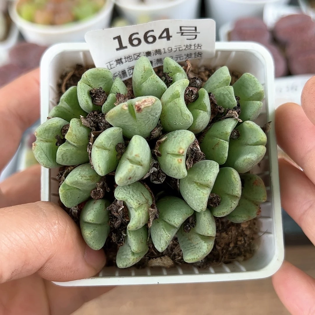 好养易活生石花大母本1664